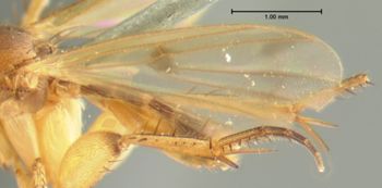 Media type: image;   Entomology 1190 Aspect: wing